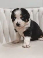 Hana , a female Australian Shepherd and Miniature Australian Shepherd for sale in Orlando, FL – 10 of 10