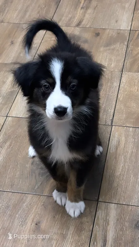 Shadow – Australian Shepherd, Miniature Australian Shepherd puppy for sale in Orlando, FL