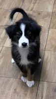 Shadow, a female Australian Shepherd and Miniature Australian Shepherd for sale in Orlando, FL – 1 of 3