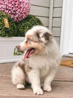 Milky AKC, a male Australian Shepherd for sale in Orlando, FL – 2 of 6