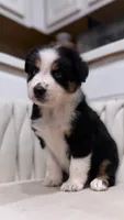 Hana , a female Miniature Australian Shepherd for sale in Orlando, FL – 2 of 10