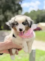 Skye AKC, a female Australian Shepherd for sale in Orlando, FL – 5 of 7