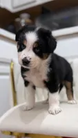 Hana , a female Miniature Australian Shepherd for sale in Orlando, FL – 9 of 10