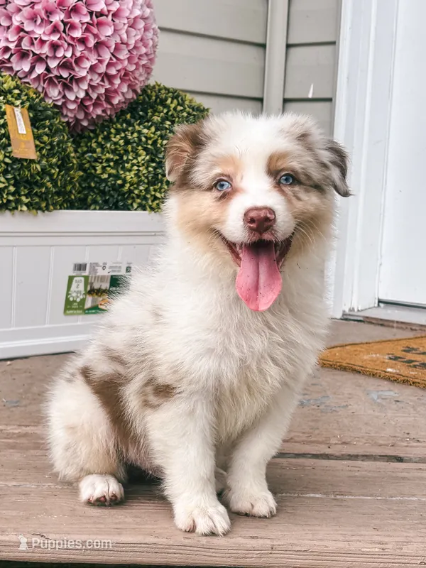 Milky AKC – Australian Shepherd puppy for sale in Orlando, FL