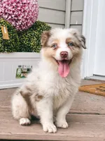 Milky AKC, a male Australian Shepherd for sale in Orlando, FL – 1 of 6