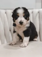 Hana , a female Australian Shepherd and Miniature Australian Shepherd for sale in Orlando, FL – 3 of 10