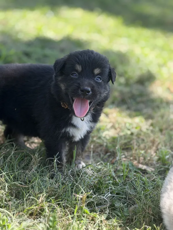 Bandit AKC – Australian Shepherd puppy for sale in Orlando, FL