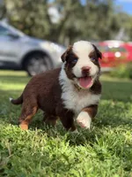 Piper AKC, a female Australian Shepherd for sale in Orlando, FL – 3 of 5