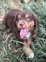Choco ASDR, a male Miniature Australian Shepherd for sale in Orlando, FL – 3 of 4