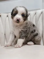Swiss, a male Australian Shepherd and Miniature Australian Shepherd for sale in Orlando, FL – 3 of 8