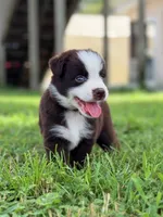Axel AKC, a male Australian Shepherd for sale in Orlando, FL – 4 of 4
