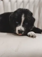 Cowboy, a male Australian Shepherd and Miniature Australian Shepherd for sale in Orlando, FL – 2 of 5