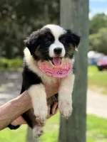 Sage AKC, a female Australian Shepherd for sale in Orlando, FL – 2 of 4