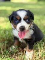 Lola ASDR, a female Miniature Australian Shepherd for sale in Orlando, FL – 4 of 4