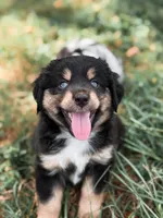 Rose ASDR, a female Miniature Australian Shepherd for sale in Orlando, FL – 3 of 4