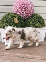 Milky AKC, a male Australian Shepherd for sale in Orlando, FL – 6 of 6