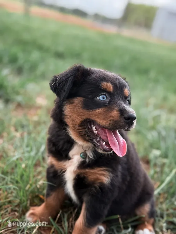 Dorothy ASDR – Miniature Australian Shepherd puppy for sale in Orlando, FL