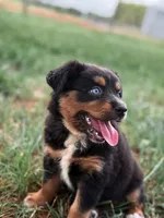 Dorothy ASDR, a female Miniature Australian Shepherd for sale in Orlando, FL – 1 of 3