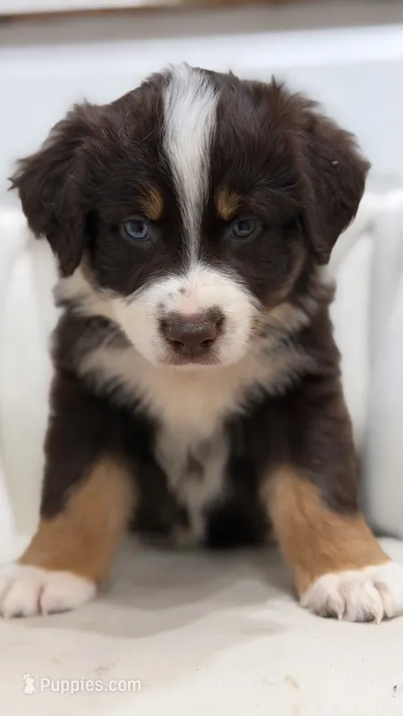 Star AKC – Australian Shepherd puppy for sale in Orlando, FL