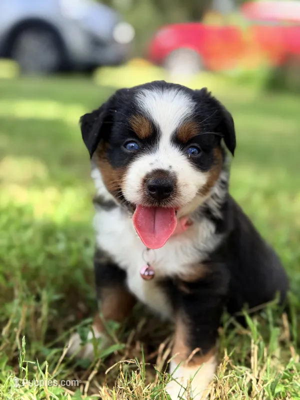 Lola ASDR – Miniature Australian Shepherd puppy for sale in Orlando, FL