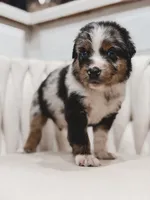 Blaze, a male Australian Shepherd and Miniature Australian Shepherd for sale in Orlando, FL – 2 of 3