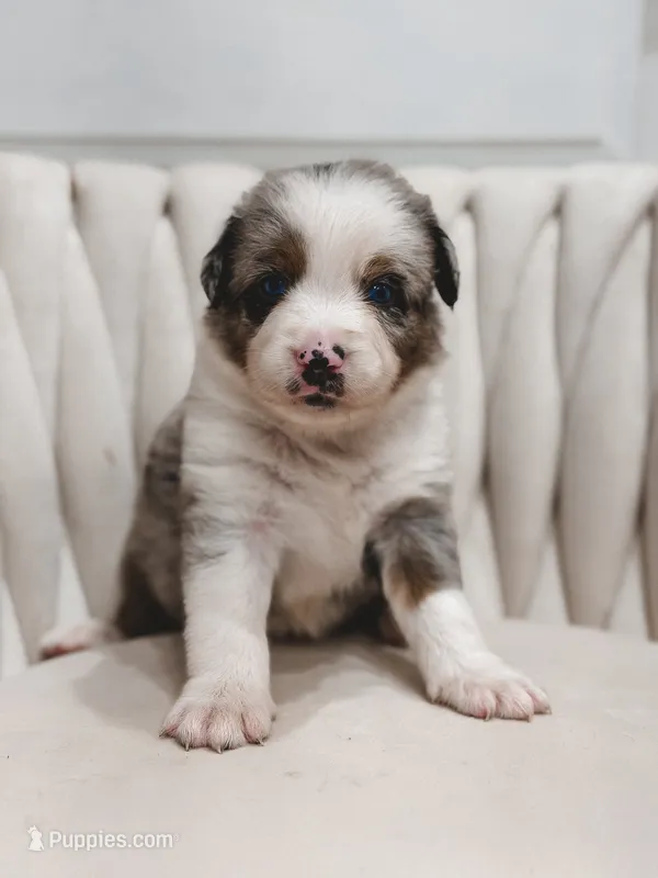 Swiss – Australian Shepherd, Miniature Australian Shepherd puppy for sale in Orlando, FL