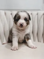 Swiss, a male Australian Shepherd and Miniature Australian Shepherd for sale in Orlando, FL – 1 of 8