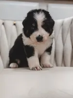 Texas, a male Australian Shepherd and Miniature Australian Shepherd for sale in Orlando, FL – 5 of 8