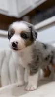 Swiss, a male Miniature Australian Shepherd for sale in Orlando, FL – 9 of 9