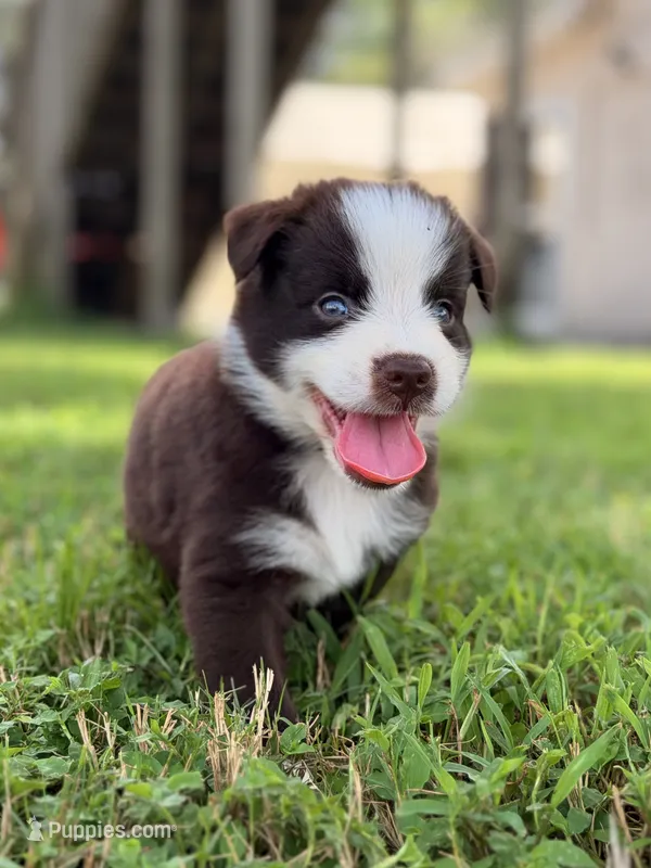 Axel AKC – Australian Shepherd puppy for sale in Orlando, FL