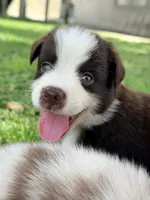 Axel AKC, a male Australian Shepherd for sale in Orlando, FL – 2 of 4