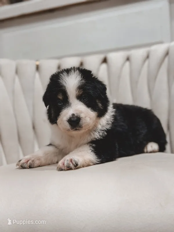 Texas – Australian Shepherd, Miniature Australian Shepherd puppy for sale in Orlando, FL