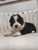 Texas, a male Australian Shepherd and Miniature Australian Shepherd for sale in Orlando, FL – 1 of 8