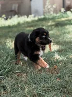 Dixie ASDR, a female Miniature Australian Shepherd for sale in Orlando, FL – 2 of 5