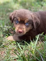 Choco ASDR, a male Miniature Australian Shepherd for sale in Orlando, FL – 2 of 4