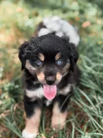 Rose ASDR, a female Miniature Australian Shepherd for sale in Orlando, FL – 4 of 4