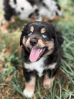 Rose ASDR, a female Miniature Australian Shepherd for sale in Orlando, FL – 2 of 4