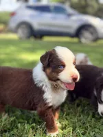 Piper AKC, a female Australian Shepherd for sale in Orlando, FL – 4 of 5