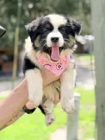 Sage AKC, a female Australian Shepherd for sale in Orlando, FL – 3 of 4