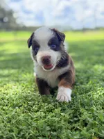 Piper AKC, a female Australian Shepherd for sale in Orlando, FL – 5 of 5