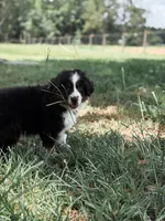 Dora ASDR, a female Miniature Australian Shepherd for sale in Orlando, FL – 2 of 3