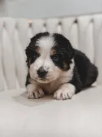 Hana , a female Australian Shepherd and Miniature Australian Shepherd for sale in Orlando, FL – 6 of 10