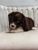 Lyra AKC, a female Australian Shepherd for sale in Orlando, FL – 2 of 9