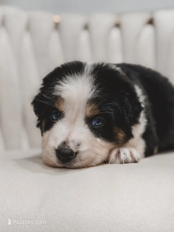 Hana  – Australian Shepherd, Miniature Australian Shepherd puppy for sale in Orlando, FL