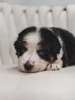 Hana , a female Australian Shepherd and Miniature Australian Shepherd for sale in Orlando, FL – 1 of 10