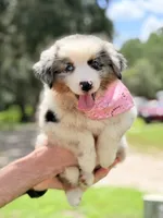 Skye AKC, a female Australian Shepherd for sale in Orlando, FL – 3 of 7
