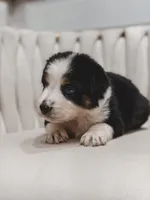 Hana , a female Australian Shepherd and Miniature Australian Shepherd for sale in Orlando, FL – 2 of 10