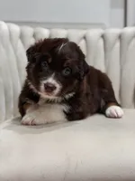 Lyra AKC, a female Australian Shepherd for sale in Orlando, FL – 4 of 9