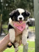 Sage AKC, a female Australian Shepherd for sale in Orlando, FL – 4 of 4