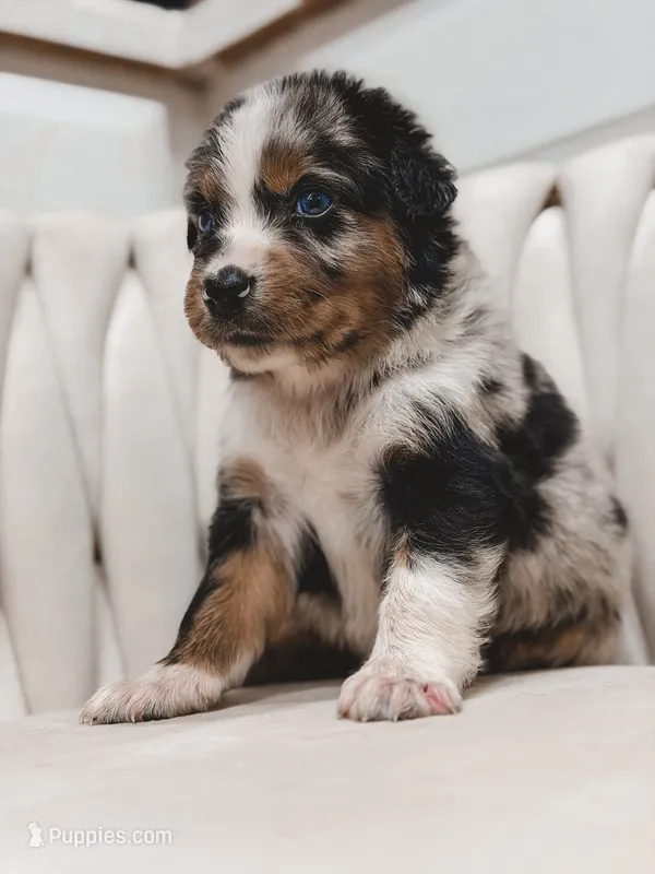 Blaze – Australian Shepherd, Miniature Australian Shepherd puppy for sale in Orlando, FL